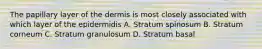 The papillary layer of the dermis is most closely associated with which layer of the epidermidis A. Stratum spinosum B. Stratum corneum C. Stratum granulosum D. Stratum basal