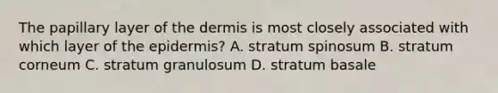 The papillary layer of <a href='https://www.questionai.com/knowledge/kEsXbG6AwS-the-dermis' class='anchor-knowledge'>the dermis</a> is most closely associated with which layer of <a href='https://www.questionai.com/knowledge/kBFgQMpq6s-the-epidermis' class='anchor-knowledge'>the epidermis</a>? A. stratum spinosum B. stratum corneum C. stratum granulosum D. stratum basale