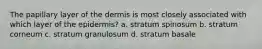 The papillary layer of the dermis is most closely associated with which layer of the epidermis? a. stratum spinosum b. stratum corneum c. stratum granulosum d. stratum basale