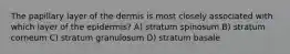 The papillary layer of the dermis is most closely associated with which layer of the epidermis? A) stratum spinosum B) stratum corneum C) stratum granulosum D) stratum basale