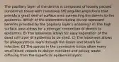 The papillary layer of the dermis is composed of loosely packed connective tissue with numerous 59) peg-like projections that provide a great deal of surface area connecting the dermis to the epidermis. Which of the statements below do not represent benefits provided by the papillary layerʹs anatomy? A) The high surface area allows for a stronger connection of dermis to epidermis. B) The looseness allows for easy separation of the dead cell layer of epidermis to be shed. C) The looseness allows for phagocytes to roam through the tissue and search for infection. D) The spaces in the connective tissue allow many small blood vessels to deliver nutrients and pickup waste diffusing from the superficial epidermal layers.