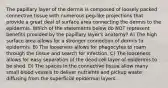 The papillary layer of the dermis is composed of loosely packed connective tissue with numerous peg-like projections that provide a great deal of surface area connecting the dermis to the epidermis. Which of the statements below do NOT represent benefits provided by the papillary layer's anatomy? A) The high surface area allows for a stronger connection of dermis to epidermis. B) The looseness allows for phagocytes to roam through the tissue and search for infection. C) The looseness allows for easy separation of the dead cell layer of epidermis to be shed. D) The spaces in the connective tissue allow many small blood vessels to deliver nutrients and pickup waste diffusing from the superficial epidermal layers.