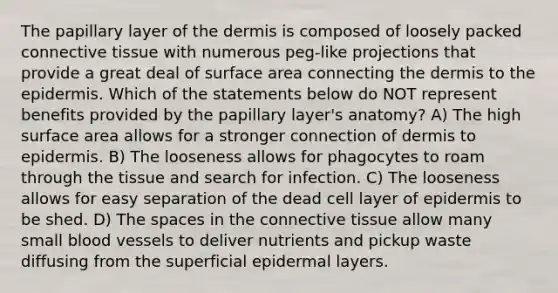 The papillary layer of the dermis is composed of loosely packed connective tissue with numerous peg-like projections that provide a great deal of surface area connecting the dermis to the epidermis. Which of the statements below do NOT represent benefits provided by the papillary layer's anatomy? A) The high surface area allows for a stronger connection of dermis to epidermis. B) The looseness allows for phagocytes to roam through the tissue and search for infection. C) The looseness allows for easy separation of the dead cell layer of epidermis to be shed. D) The spaces in the connective tissue allow many small blood vessels to deliver nutrients and pickup waste diffusing from the superficial epidermal layers.