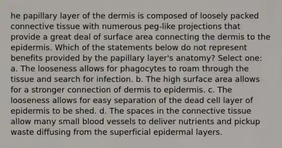 he papillary layer of the dermis is composed of loosely packed connective tissue with numerous peg-like projections that provide a great deal of surface area connecting the dermis to the epidermis. Which of the statements below do not represent benefits provided by the papillary layer's anatomy? Select one: a. The looseness allows for phagocytes to roam through the tissue and search for infection. b. The high surface area allows for a stronger connection of dermis to epidermis. c. The looseness allows for easy separation of the dead cell layer of epidermis to be shed. d. The spaces in the connective tissue allow many small blood vessels to deliver nutrients and pickup waste diffusing from the superficial epidermal layers.