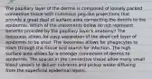 The papillary layer of the dermis is composed of loosely packed connective tissue with numerous peg-like projections that provide a great deal of surface area connecting the dermis to the epidermis. Which of the statements below do not represent benefits provided by the papillary layer's anatomy? The looseness allows for easy separation of the dead cell layer of epidermis to be shed. The looseness allows for phagocytes to roam through the tissue and search for infection. The high surface area allows for a stronger connection of dermis to epidermis. The spaces in the connective tissue allow many small blood vessels to deliver nutrients and pickup waste diffusing from the superficial epidermal layers.