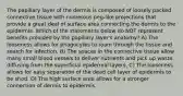 The papillary layer of the dermis is composed of loosely packed connective tissue with numerous peg-like projections that provide a great deal of surface area connecting the dermis to the epidermis. Which of the statements below do NOT represent benefits provided by the papillary layer's anatomy? A) The looseness allows for phagocytes to roam through the tissue and search for infection. B) The spaces in the connective tissue allow many small blood vessels to deliver nutrients and pick up waste diffusing from the superficial epidermal layers. C) The looseness allows for easy separation of the dead cell layer of epidermis to be shed. D) The high surface area allows for a stronger connection of dermis to epidermis.