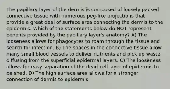 The papillary layer of the dermis is composed of loosely packed <a href='https://www.questionai.com/knowledge/kYDr0DHyc8-connective-tissue' class='anchor-knowledge'>connective tissue</a> with numerous peg-like projections that provide a great deal of <a href='https://www.questionai.com/knowledge/kEtsSAPENL-surface-area' class='anchor-knowledge'>surface area</a> connecting the dermis to <a href='https://www.questionai.com/knowledge/kBFgQMpq6s-the-epidermis' class='anchor-knowledge'>the epidermis</a>. Which of the statements below do NOT represent benefits provided by the papillary layer's anatomy? A) The looseness allows for phagocytes to roam through the tissue and search for infection. B) The spaces in the connective tissue allow many small blood vessels to deliver nutrients and pick up waste diffusing from the superficial epidermal layers. C) The looseness allows for easy separation of the dead cell layer of epidermis to be shed. D) The high surface area allows for a stronger connection of dermis to epidermis.