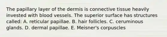 The papillary layer of the dermis is connective tissue heavily invested with blood vessels. The superior surface has structures called: A. reticular papillae. B. hair follicles. C. ceruminous glands. D. dermal papillae. E. Meisner's corpuscles