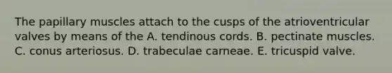 The papillary muscles attach to the cusps of the atrioventricular valves by means of the A. tendinous cords. B. pectinate muscles. C. conus arteriosus. D. trabeculae carneae. E. tricuspid valve.