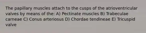 The papillary muscles attach to the cusps of the atrioventricular valves by means of the: A) Pectinate muscles B) Trabeculae carneae C) Conus arteriosus D) Chordae tendineae E) Tricuspid valve