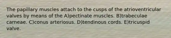 The papillary muscles attach to the cusps of the atrioventricular valves by means of the A)pectinate muscles. B)trabeculae carneae. C)conus arteriosus. D)tendinous cords. E)tricuspid valve.