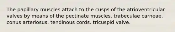 The papillary muscles attach to the cusps of the atrioventricular valves by means of the pectinate muscles. trabeculae carneae. conus arteriosus. tendinous cords. tricuspid valve.