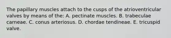 The papillary muscles attach to the cusps of the atrioventricular valves by means of the: A. pectinate muscles. B. trabeculae carneae. C. conus arteriosus. D. chordae tendineae. E. tricuspid valve.