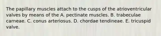 The papillary muscles attach to the cusps of the atrioventricular valves by means of the A. pectinate muscles. B. trabeculae carneae. C. conus arteriosus. D. chordae tendineae. E. tricuspid valve.