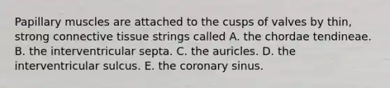 Papillary muscles are attached to the cusps of valves by thin, strong connective tissue strings called A. the chordae tendineae. B. the interventricular septa. C. the auricles. D. the interventricular sulcus. E. the coronary sinus.