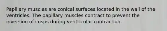 Papillary muscles are conical surfaces located in the wall of the ventricles. The papillary muscles contract to prevent the inversion of cusps during ventricular contraction.