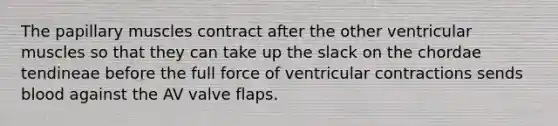 The papillary muscles contract after the other ventricular muscles so that they can take up the slack on the chordae tendineae before the full force of ventricular contractions sends blood against the AV valve flaps.