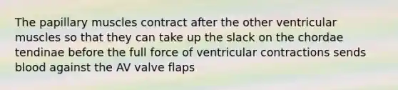 The papillary muscles contract after the other ventricular muscles so that they can take up the slack on the chordae tendinae before the full force of ventricular contractions sends blood against the AV valve flaps