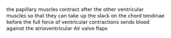 the papillary muscles contract after the other ventricular muscles so that they can take up the slack on the chord tendinae before the full force of ventricular contractions sends blood against the atrioventricular AV valve flaps