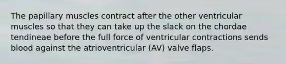 The papillary muscles contract after the other ventricular muscles so that they can take up the slack on the chordae tendineae before the full force of ventricular contractions sends blood against the atrioventricular (AV) valve flaps.