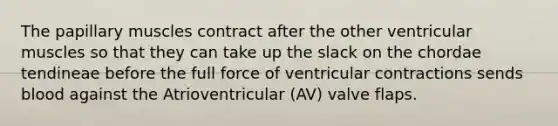 The papillary muscles contract after the other ventricular muscles so that they can take up the slack on the chordae tendineae before the full force of ventricular contractions sends blood against the Atrioventricular (AV) valve flaps.