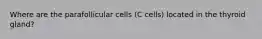 Where are the parafollicular cells (C cells) located in the thyroid gland?