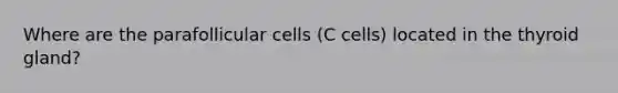 Where are the parafollicular cells (C cells) located in the thyroid gland?