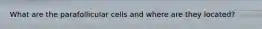 What are the parafollicular cells and where are they located?