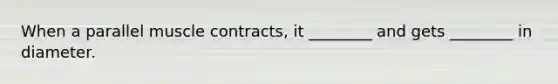 When a parallel muscle contracts, it ________ and gets ________ in diameter.