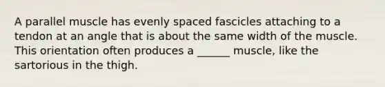 A parallel muscle has evenly spaced fascicles attaching to a tendon at an angle that is about the same width of the muscle. This orientation often produces a ______ muscle, like the sartorious in the thigh.