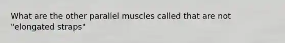 What are the other parallel muscles called that are not "elongated straps"