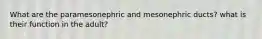 What are the paramesonephric and mesonephric ducts? what is their function in the adult?