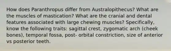 How does Paranthropus differ from Australopithecus? What are the muscles of mastication? What are the cranial and dental features associated with large chewing muscles? Specifically, know the following traits: sagittal crest, zygomatic arch (cheek bones), temporal fossa, post- orbital constriction, size of anterior vs posterior teeth.