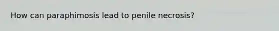 How can paraphimosis lead to penile necrosis?