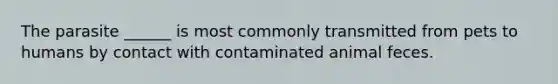 The parasite ______ is most commonly transmitted from pets to humans by contact with contaminated animal feces.