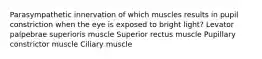 Parasympathetic innervation of which muscles results in pupil constriction when the eye is exposed to bright light? Levator palpebrae superioris muscle Superior rectus muscle Pupillary constrictor muscle Ciliary muscle