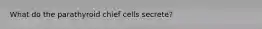 What do the parathyroid chief cells secrete?