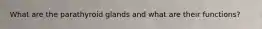 What are the parathyroid glands and what are their functions?
