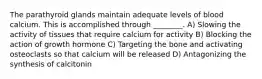 The parathyroid glands maintain adequate levels of blood calcium. This is accomplished through ________. A) Slowing the activity of tissues that require calcium for activity B) Blocking the action of growth hormone C) Targeting the bone and activating osteoclasts so that calcium will be released D) Antagonizing the synthesis of calcitonin