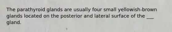 The parathyroid glands are usually four small yellowish-brown glands located on the posterior and lateral surface of the ___ gland.