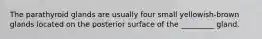 The parathyroid glands are usually four small yellowish-brown glands located on the posterior surface of the _________ gland.