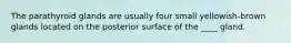The parathyroid glands are usually four small yellowish-brown glands located on the posterior surface of the ____ gland.