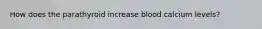 How does the parathyroid increase blood calcium levels?