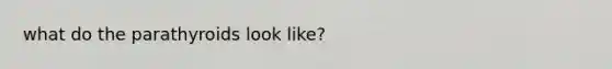 what do the parathyroids look like?
