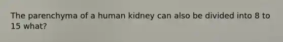 The parenchyma of a human kidney can also be divided into 8 to 15 what?