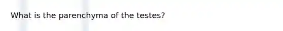 What is the parenchyma of the testes?