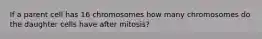 If a parent cell has 16 chromosomes how many chromosomes do the daughter cells have after mitosis?