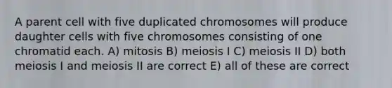 A parent cell with five duplicated chromosomes will produce daughter cells with five chromosomes consisting of one chromatid each. A) mitosis B) meiosis I C) meiosis II D) both meiosis I and meiosis II are correct E) all of these are correct