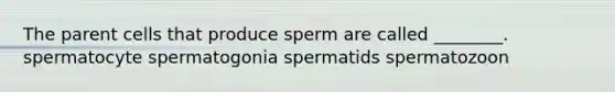 The parent cells that produce sperm are called ________. spermatocyte spermatogonia spermatids spermatozoon