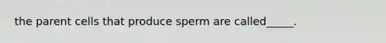 the parent cells that produce sperm are called_____.